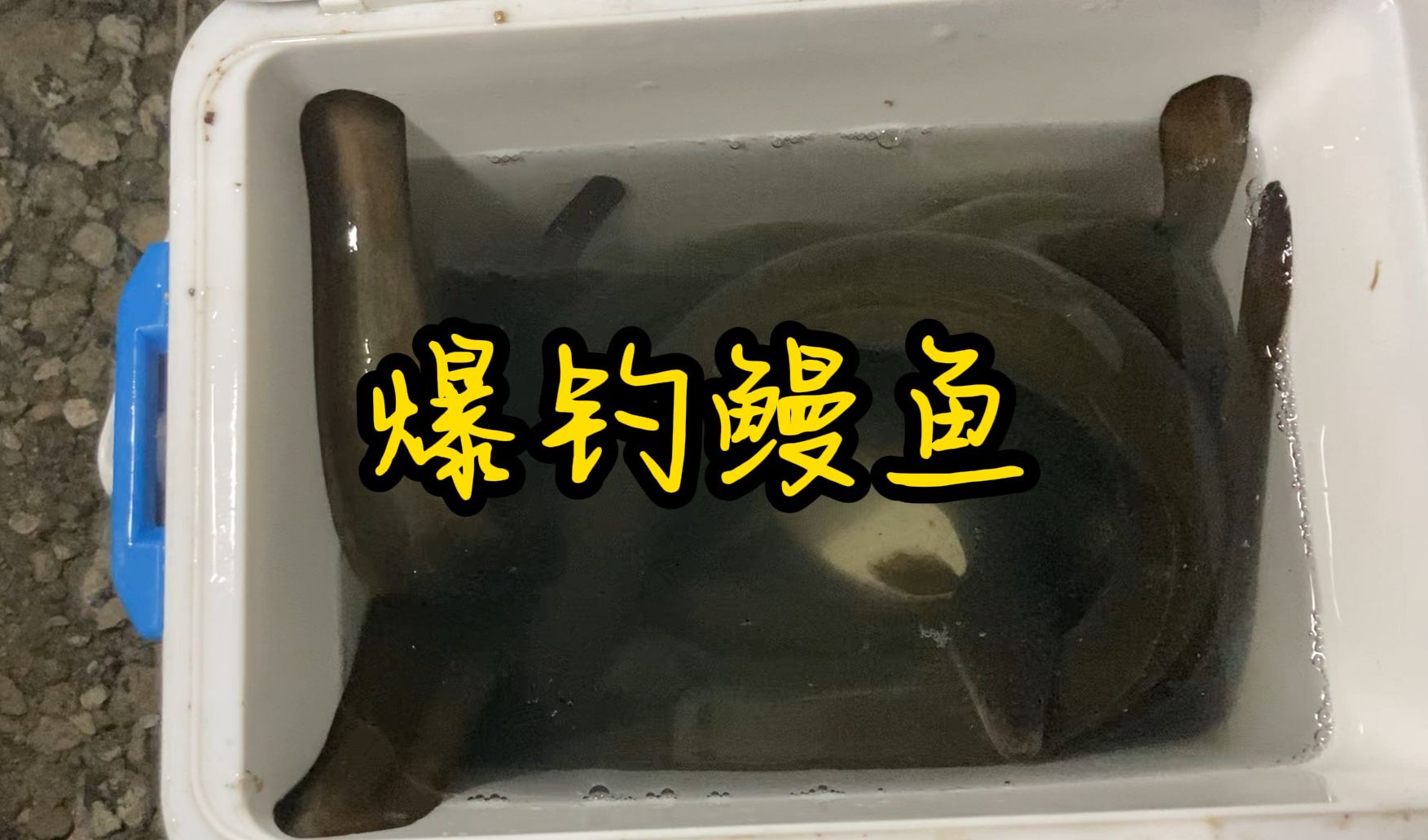 【钓鱼日常】多摩川爆钓鳗鱼[下篇],数量创记录