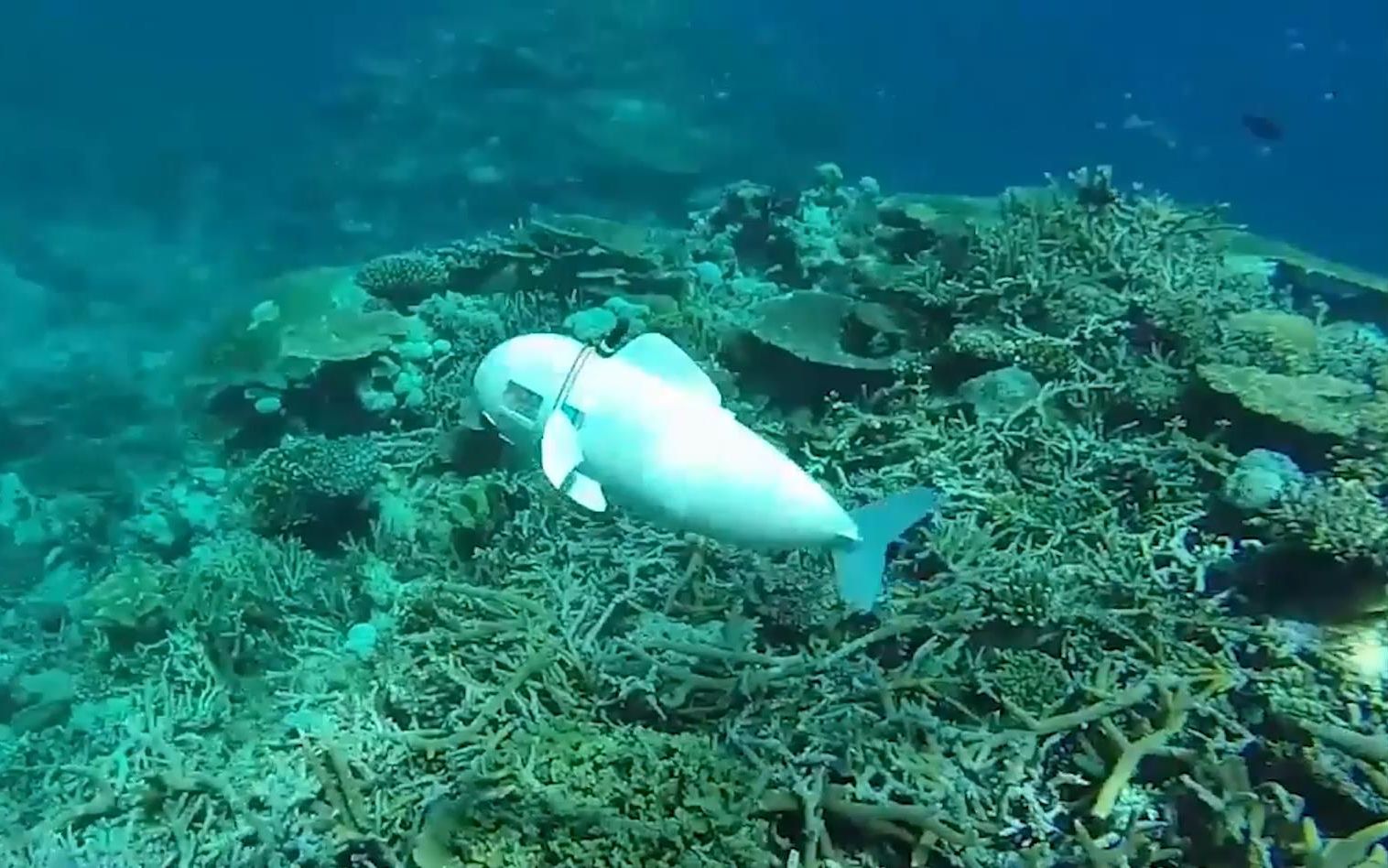 仿生机器鱼有什么用?它是否会对海洋造成负担?