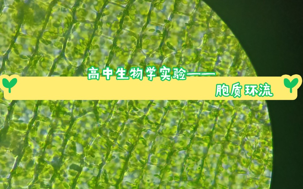 高中生物学实验 | 胞质环流,看到叶绿体动的瞬间真的很激动!
