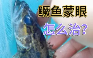 神奇的养鱼老三样，居然能治鳜鱼蒙眼？