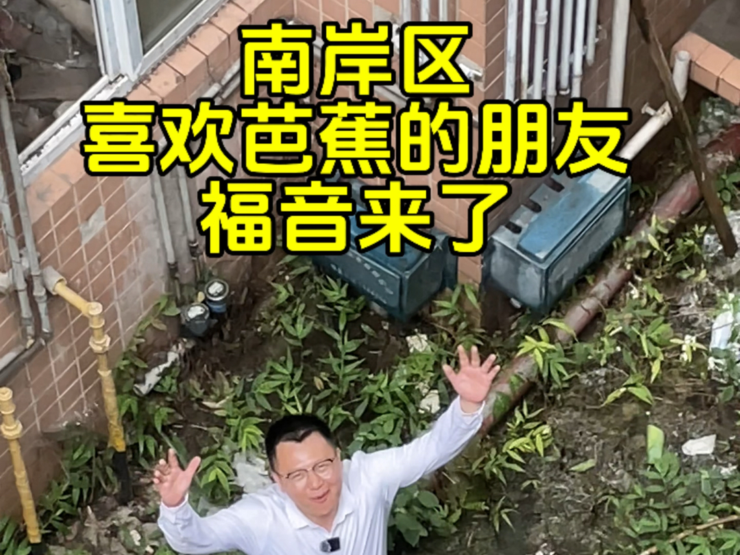 南岸区,喜欢芭蕉的朋友福音来了!哔哩哔哩bilibili