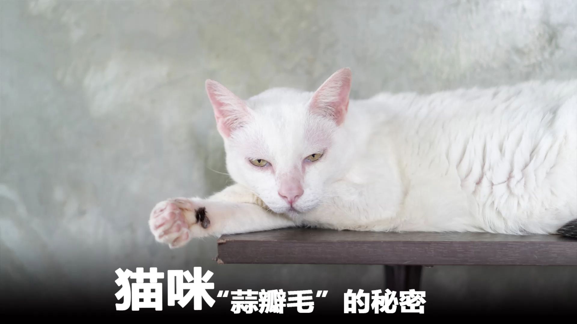 猫咪蒜瓣绒图片