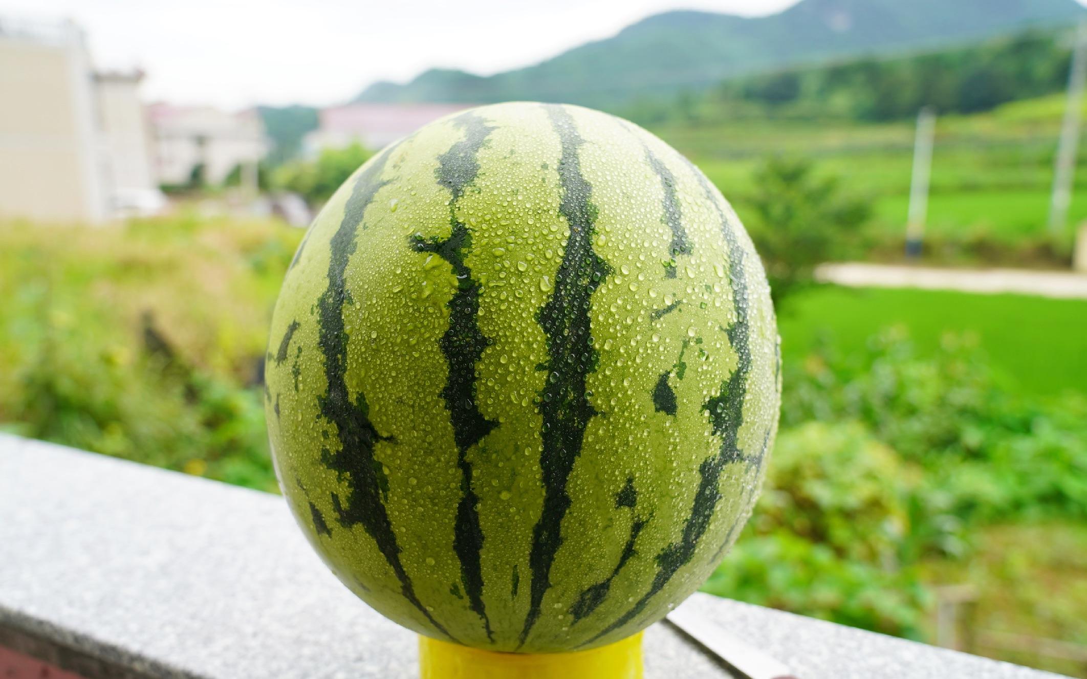 老板:这个西瓜务必给我雕刻出刘皇叔的样子!