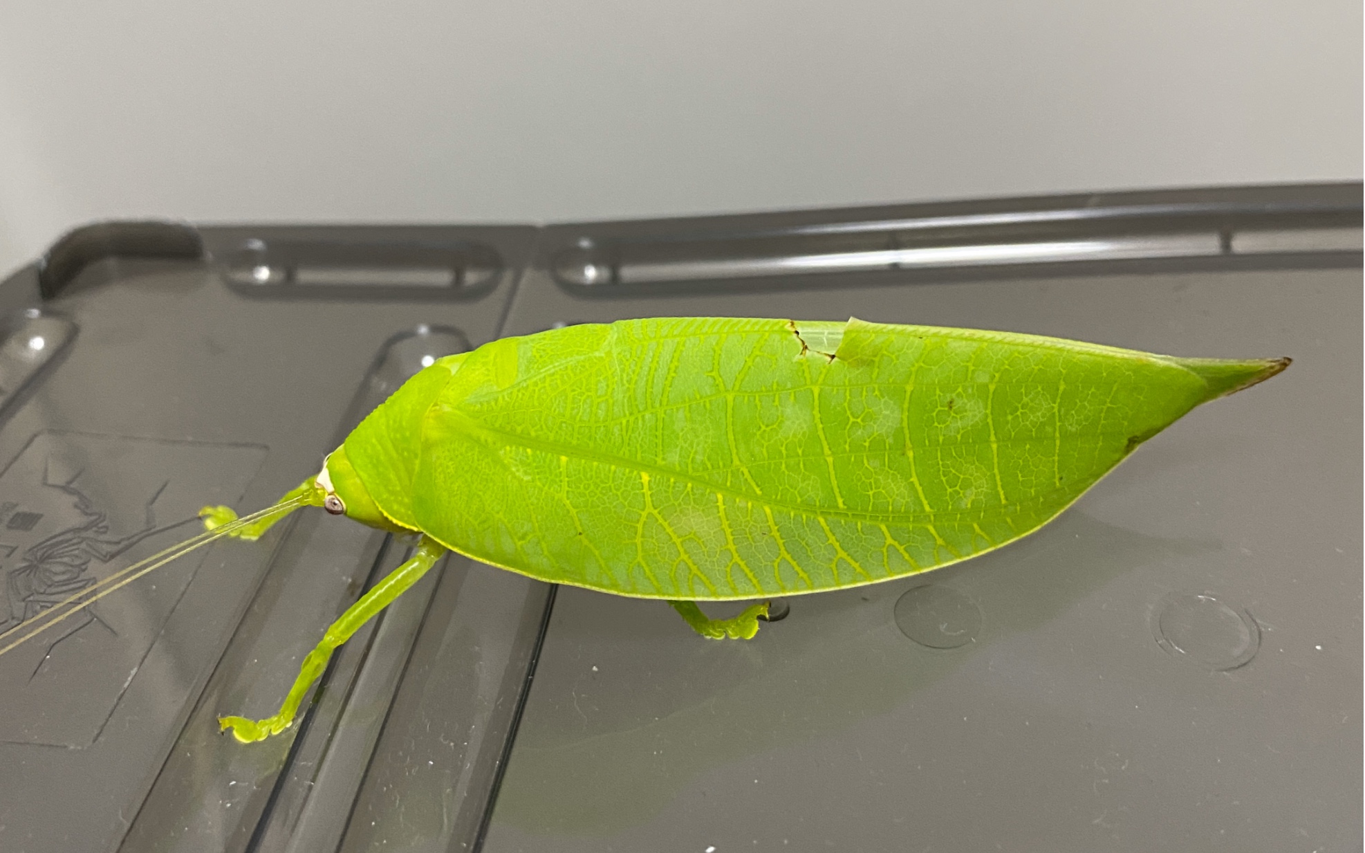 近期录的冠脉菱螽的鸣叫视频