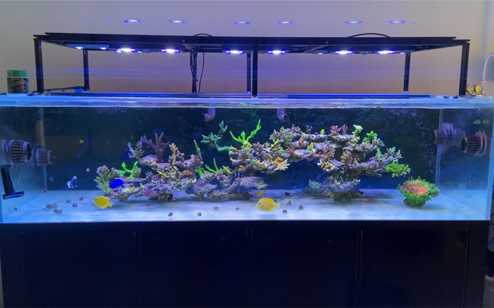 2米海水缸主缸,几个矮缸补货备用,开缸快5个月