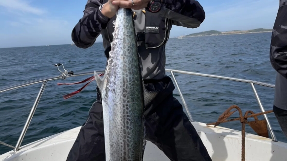 马口竿钓大鲅鱼