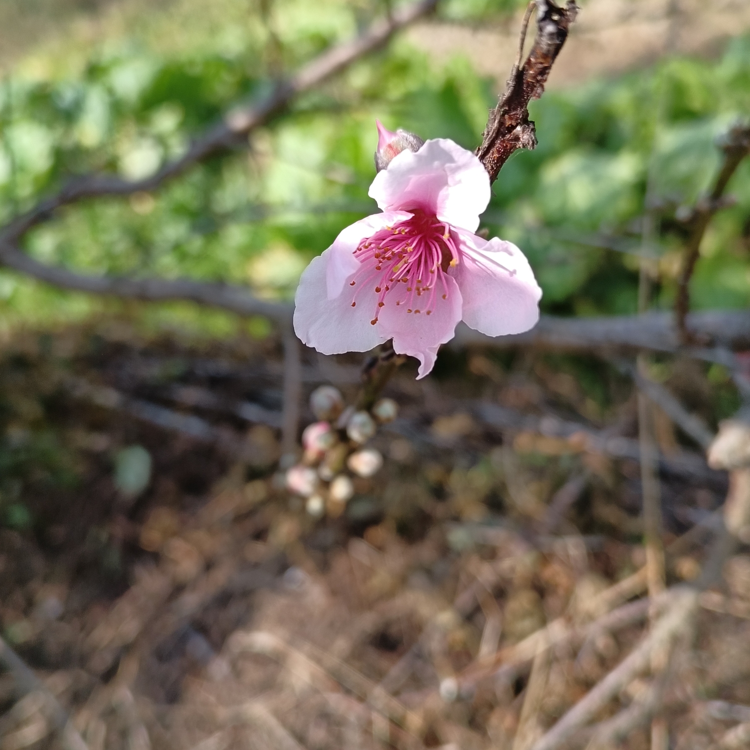 [图]花开的季节，可原有相遇