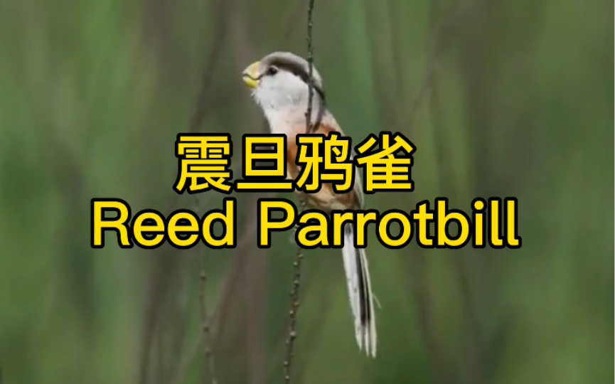 [图]震旦鸦雀 Reed Parrotbill