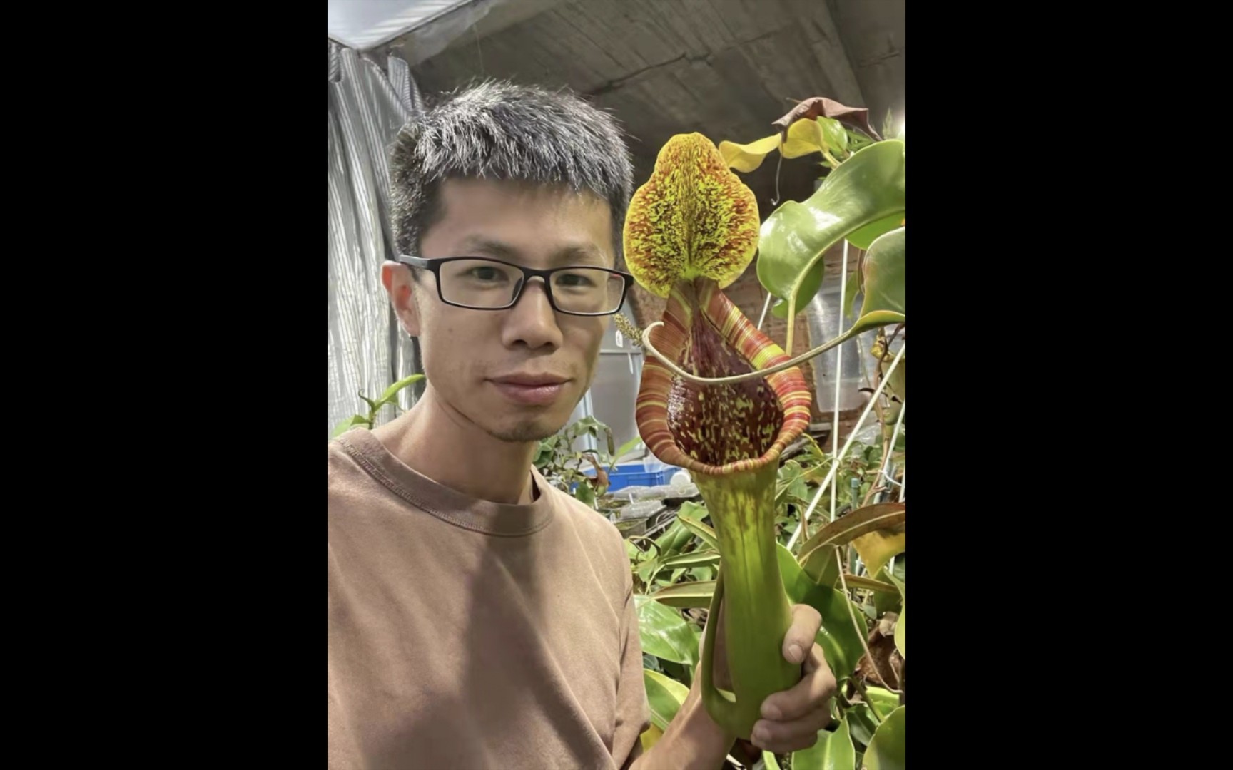 食虫植物 骇世的猪笼草哔哩哔哩bilibili