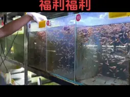 Tải video: 特价特价尺寸足够了  数量越多优惠越大  数量越多送的越多