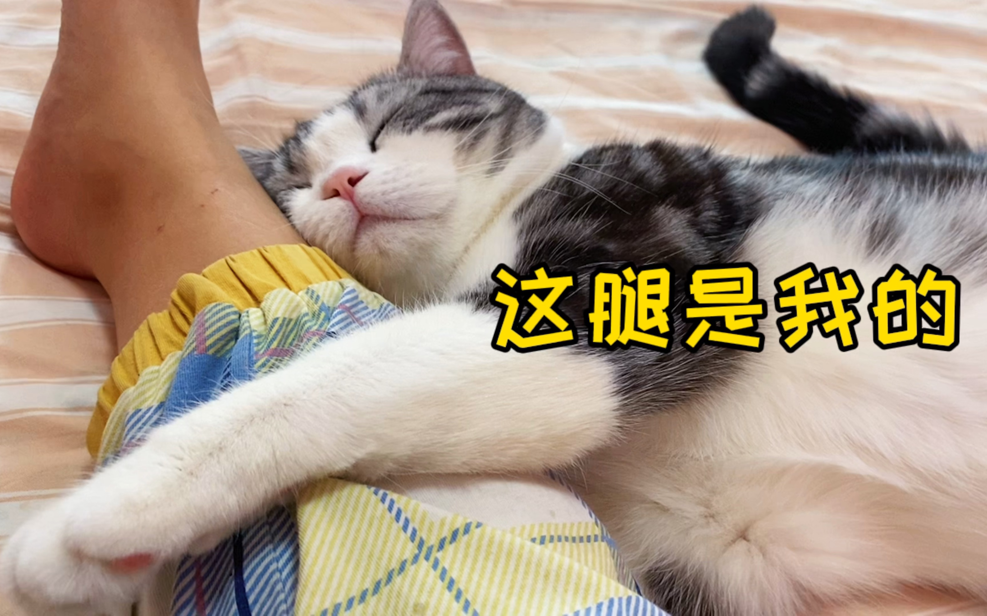 猫的占有欲能有多强?为防止其他猫来撒娇,直接霸占了主人的腿...哔哩哔哩bilibili