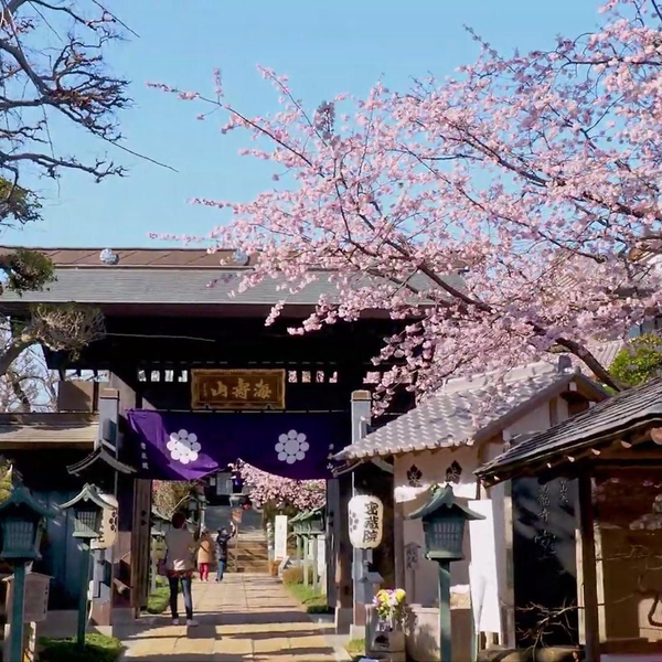 密蔵院安行桜安行寒桜SAITAMA【Cherry blossoms】“Angyo-zakura”of 