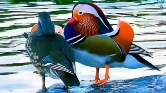 一对对鸳鸯水上漂(男声版)