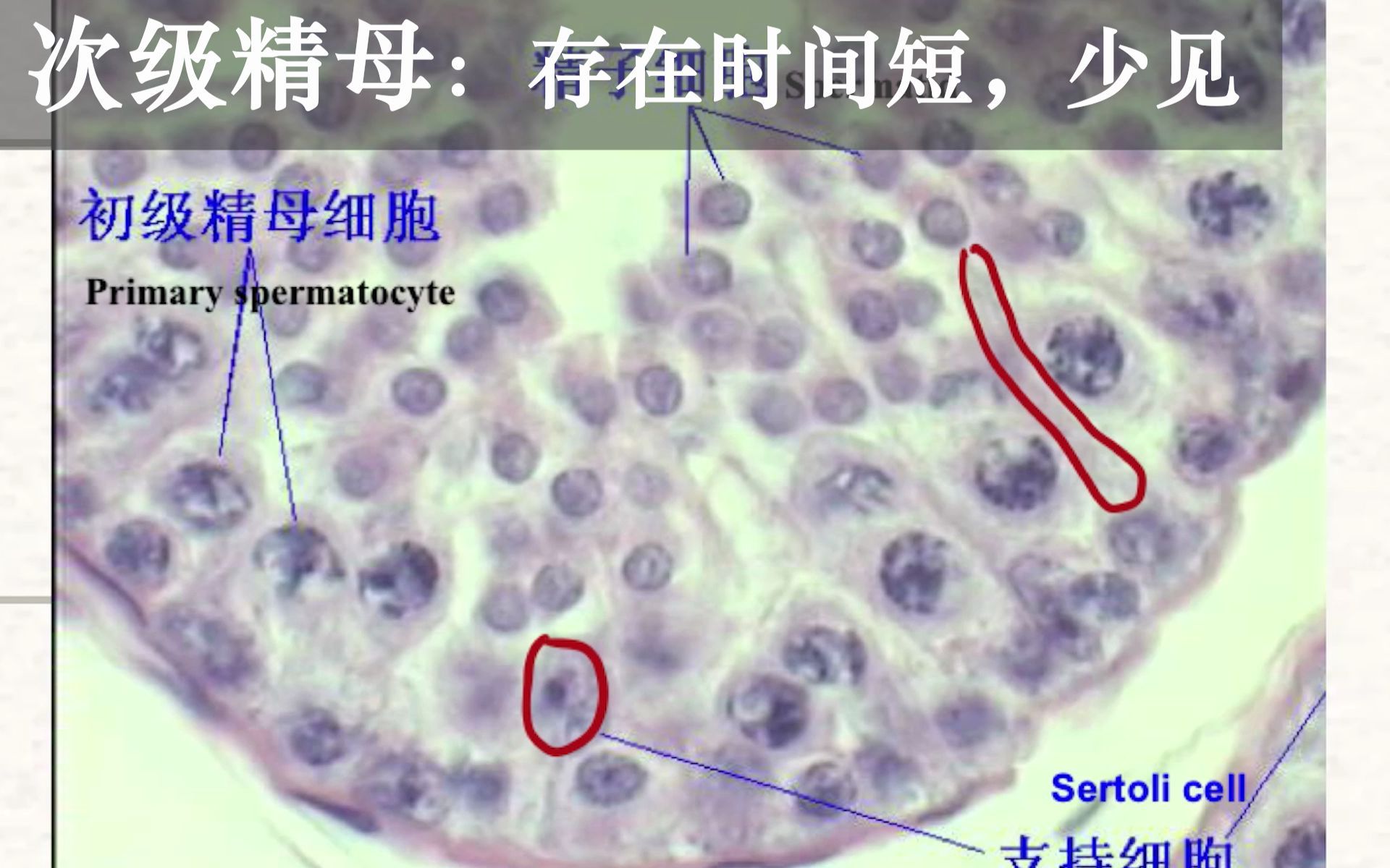 【图解组胚】笔记本电脑不能放在大腿上??生精小管告诉你答案(生精上皮血睾屏障长啥样?支持细胞在哪里?生精细胞是啥?)哔哩哔哩bilibili