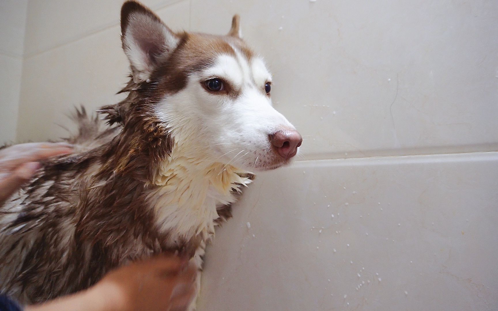 快过年了,挑战在家给两只二哈洗澡_哔哩哔哩_bilibili