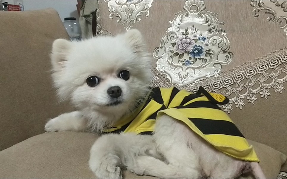 秃尾巴小狗打哈欠