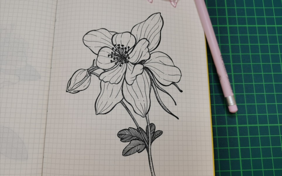 【线描画】耧斗菜的画法