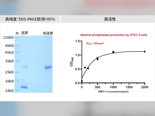 高品质重组细胞因子推荐:重组人BMP2 (骨形态发生蛋白2)哔哩哔哩bilibili