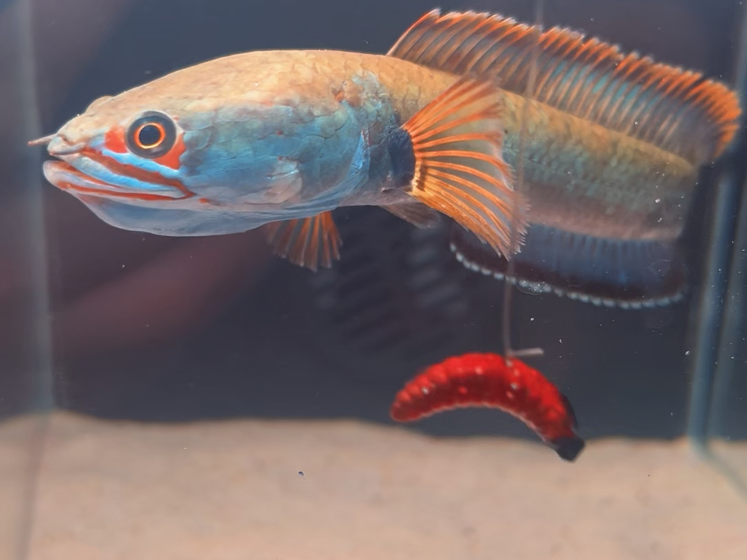 血斑雷龙低至58起包邮包损