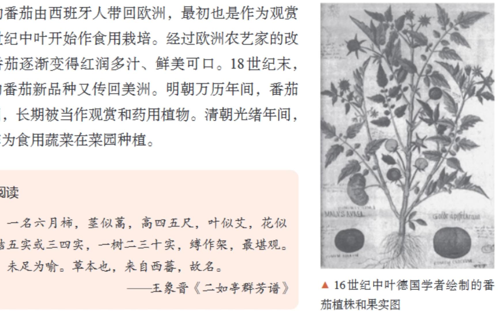 高中历史课本插图出处——16世纪中叶德国学者绘制的番茄植株和果实图哔哩哔哩bilibili