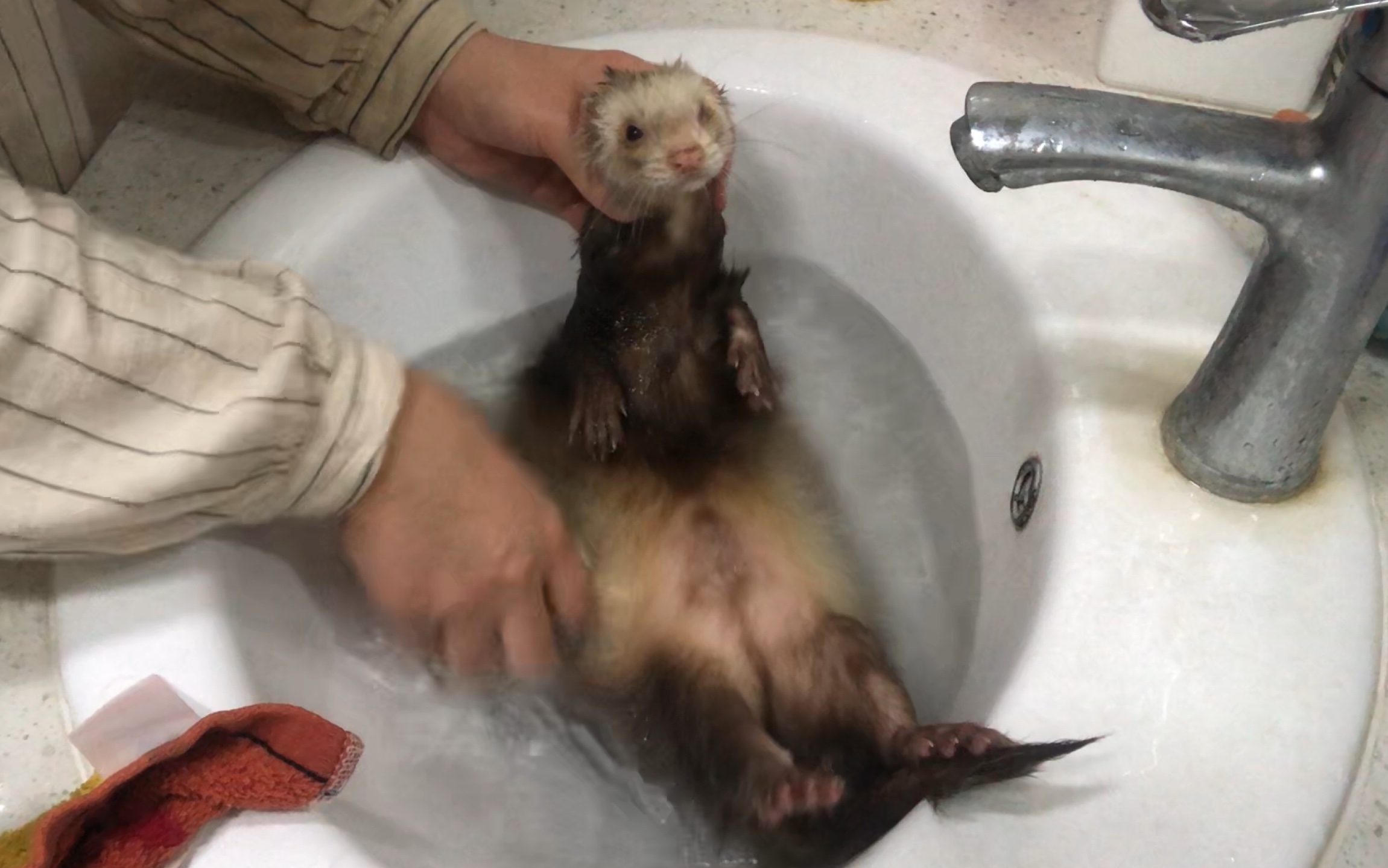 给超乖傻貂洗澡澡辣!洗完还是臭!