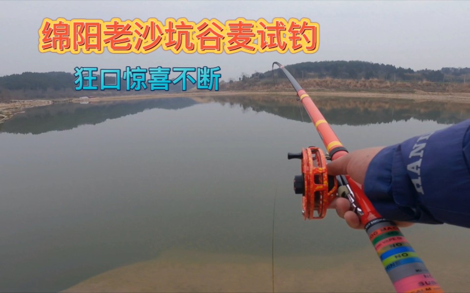 绵阳老沙坑探钓第2天,谷麦逗钓开启连竿模式,好久没这么过瘾了