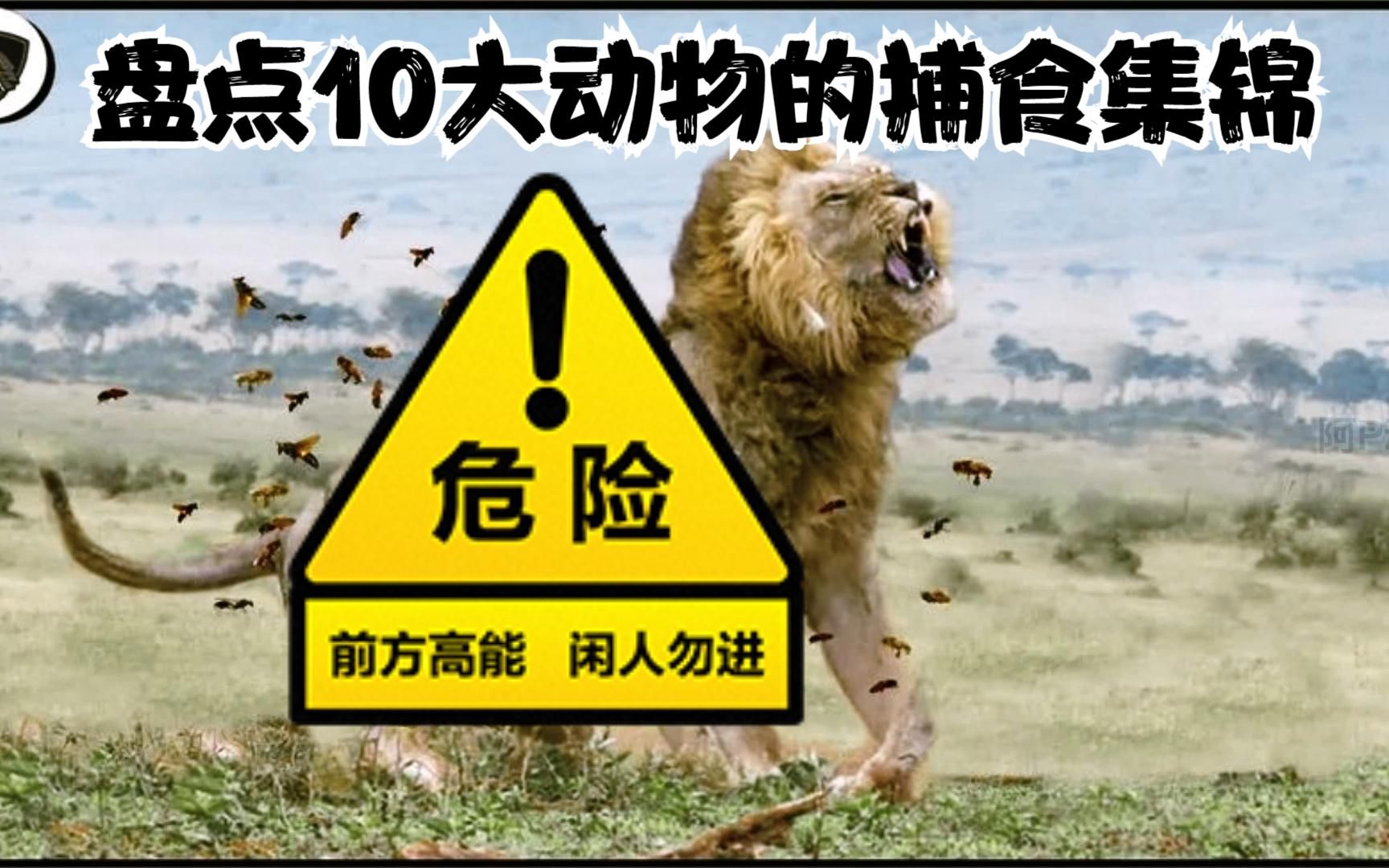 盘点各种动物厮杀打斗场面,弱肉强食,适者生存,残酷的动物世界