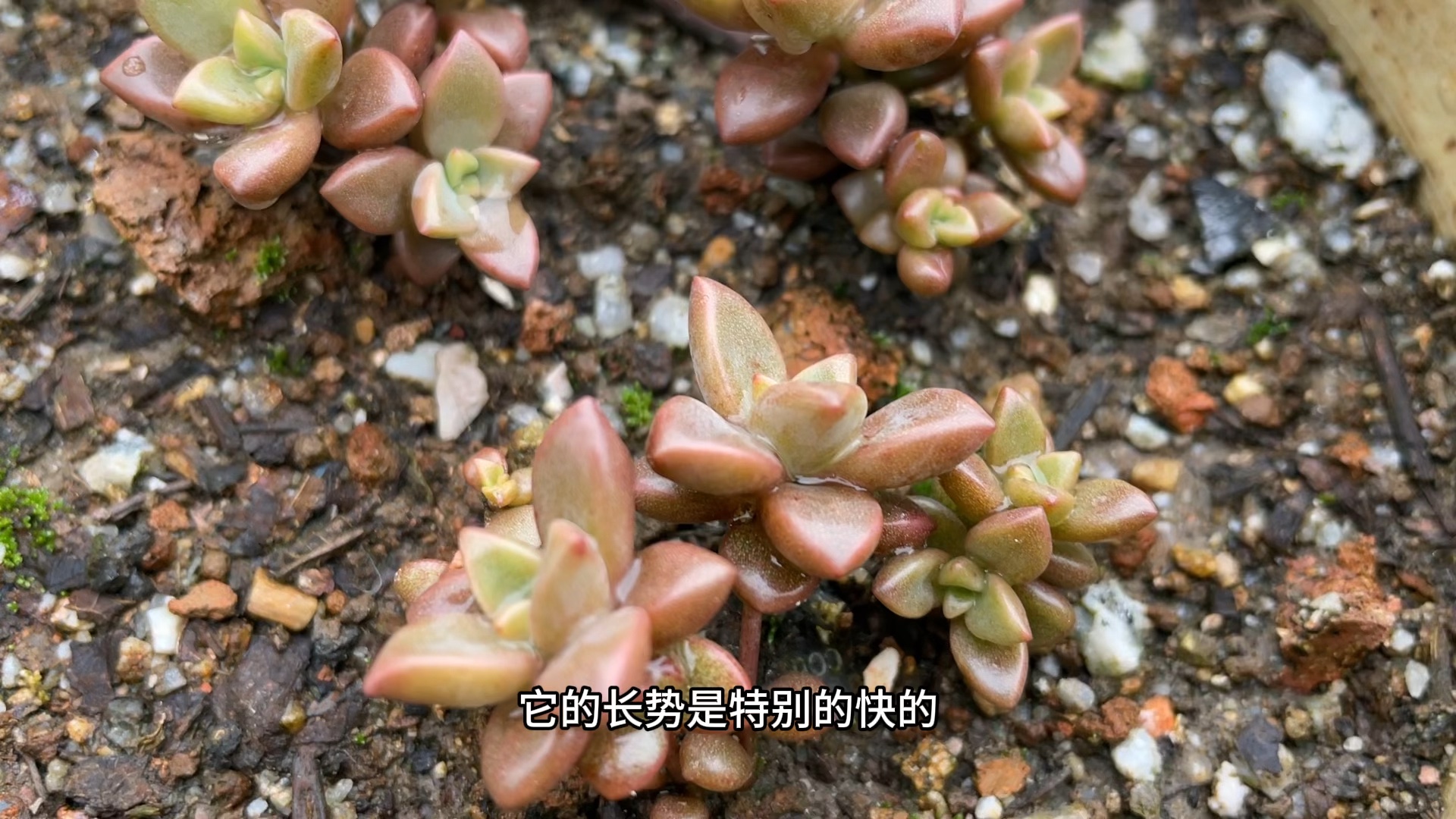 姬胧月皮实好养易上色叶插成活率高,叶插苗如何养护容易长大