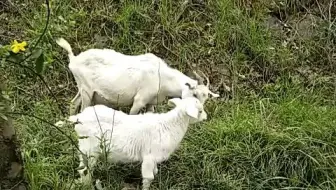 我和我太太在家乡的山上看到羊妈妈和它的小羊在吃草