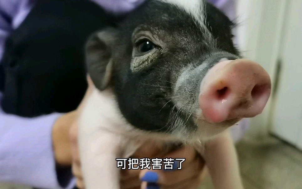 猪弟非要买鞋子小董不给买还要去女朋友告状这下有好戏看咯