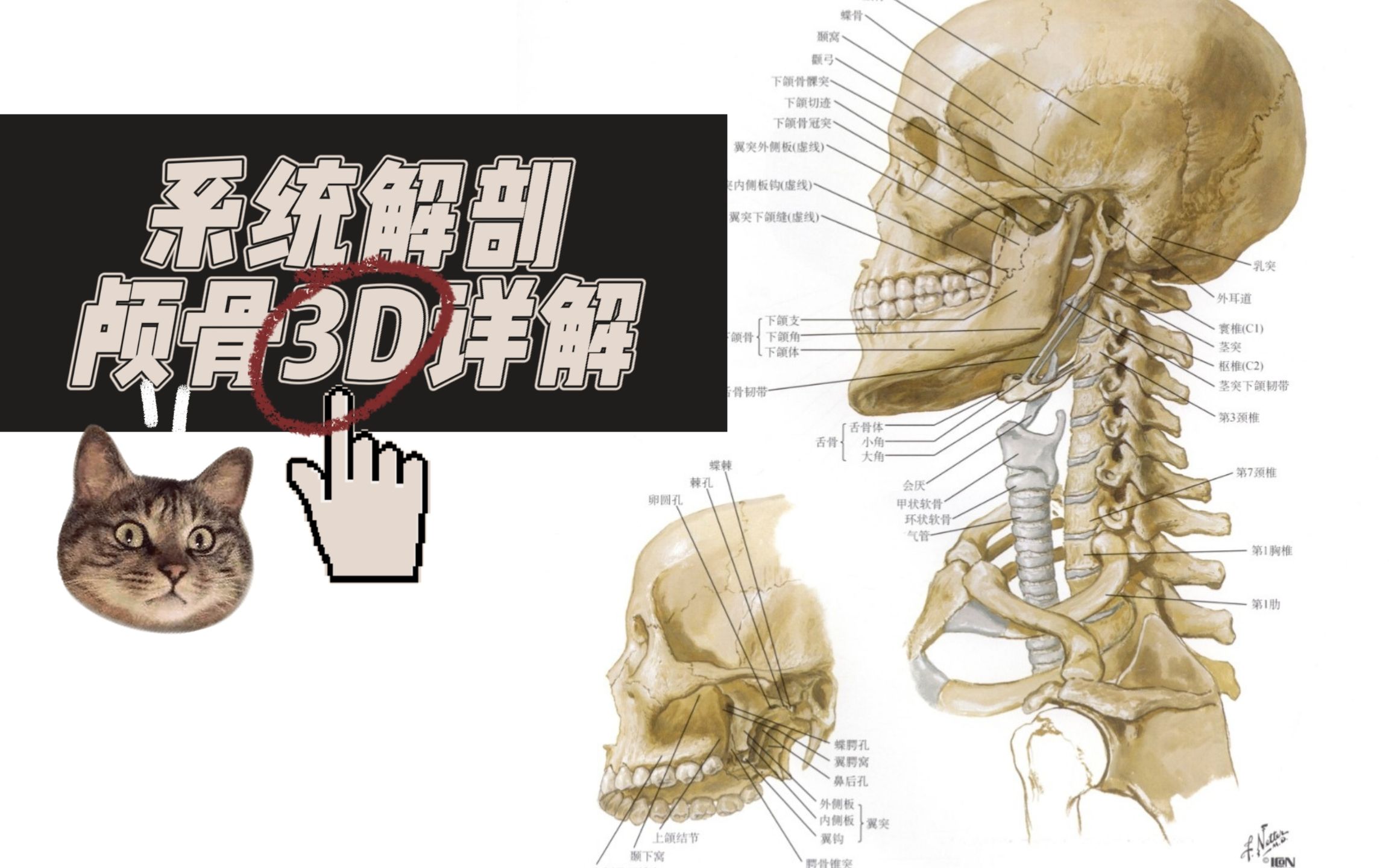 [图]【系统解剖学】颅骨3D选解析预习&复习必看！