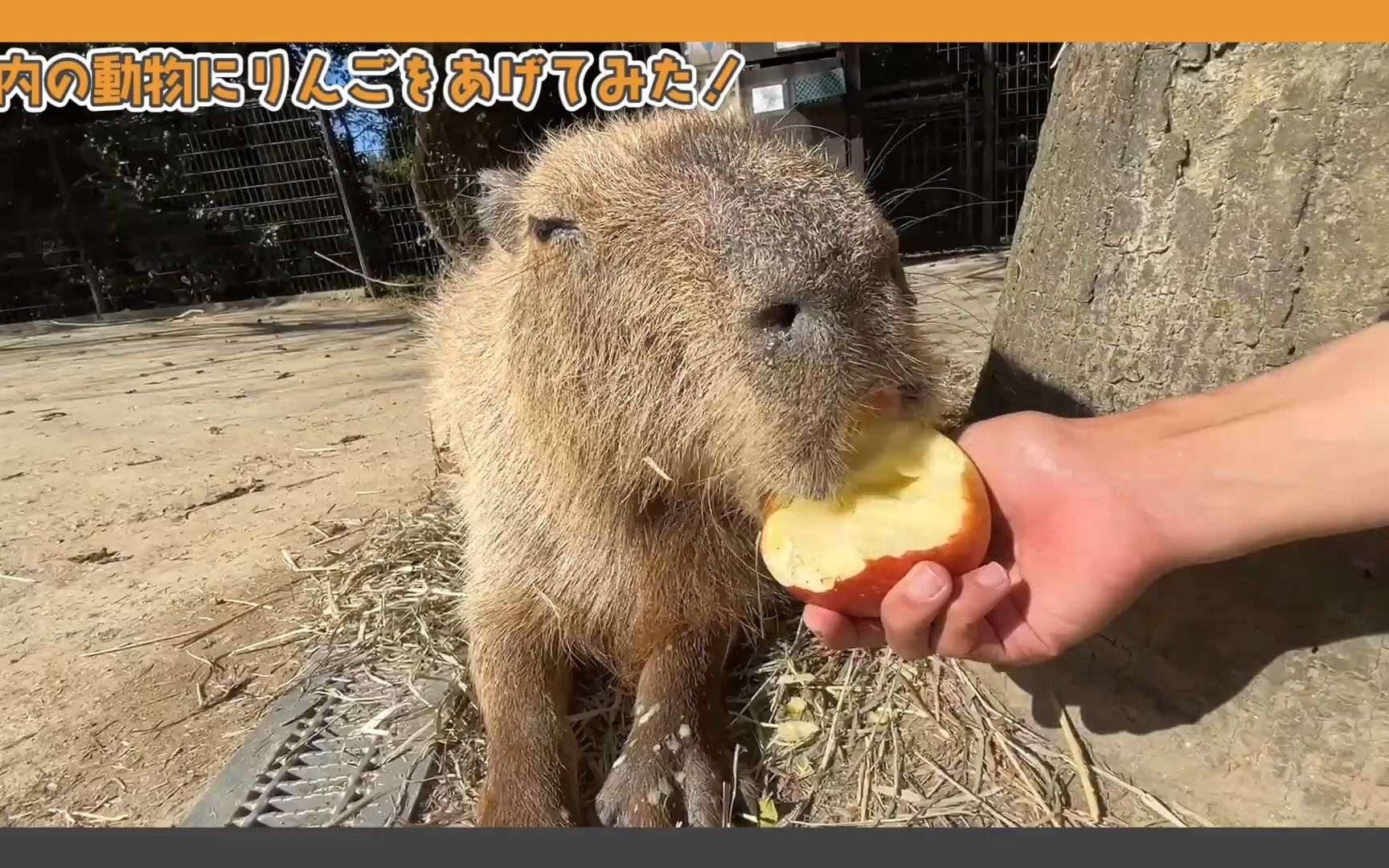 长崎动物园 给动物们投食苹果