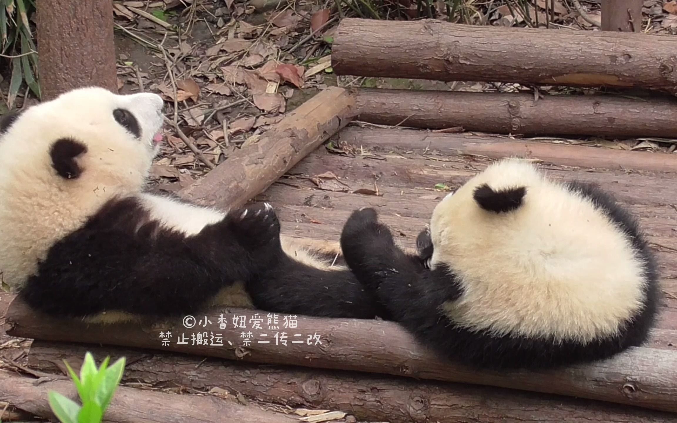【大熊猫和花】花花呀,别跟腿长的坐一起