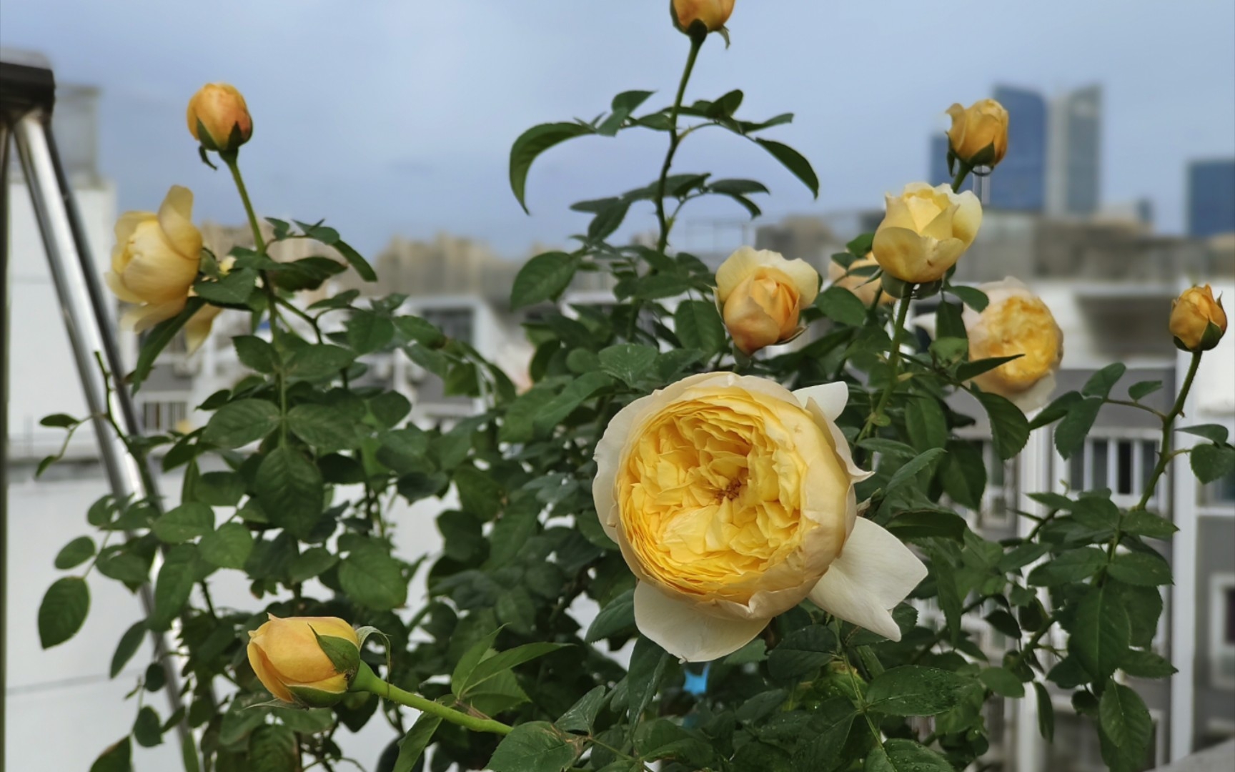 "国月之光"?天狼月季雀啾,微茫评测——有点鸡肋