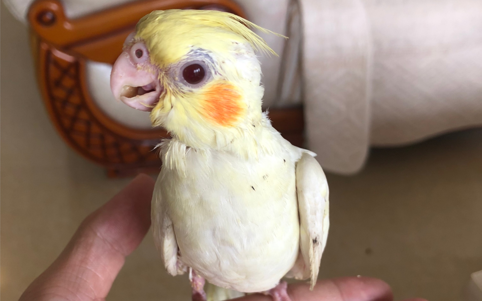 小玄凤两个月大,第一次逼着洗澡