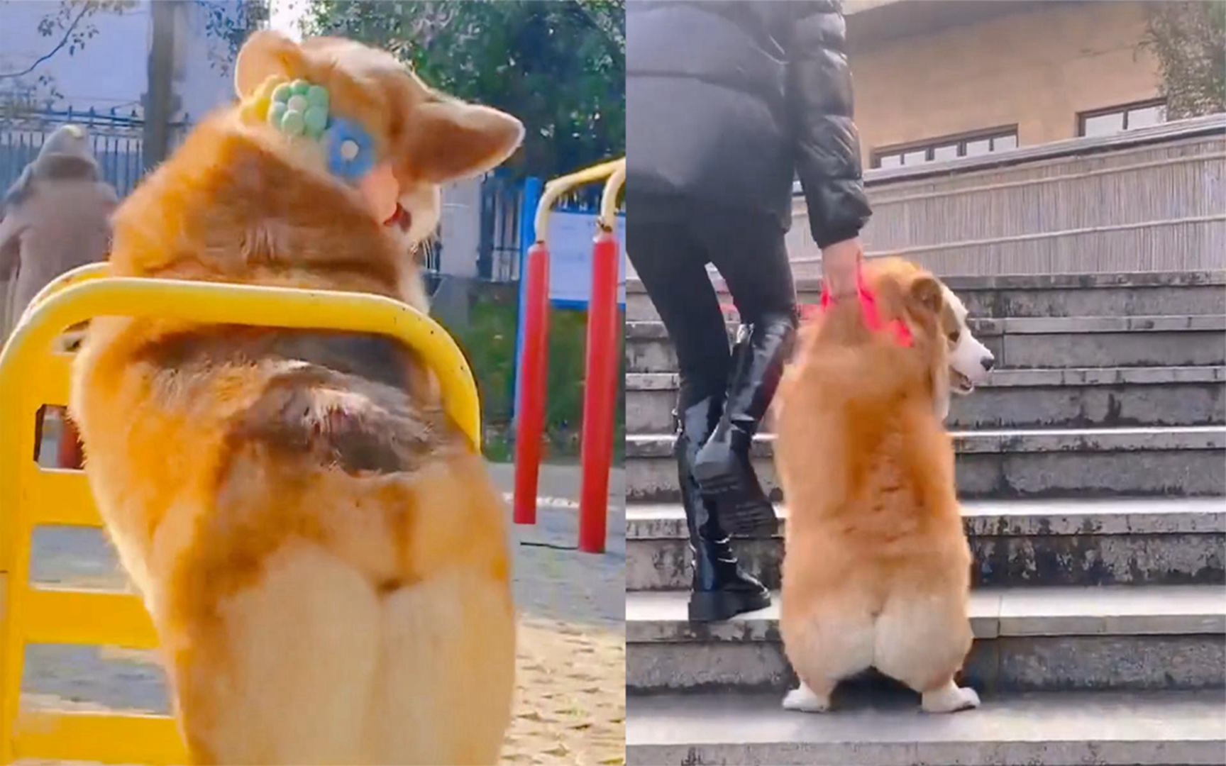 四十斤柯基被主人拎着脖子走,两条后腿着地蹦蹦跳跳根本抱不动