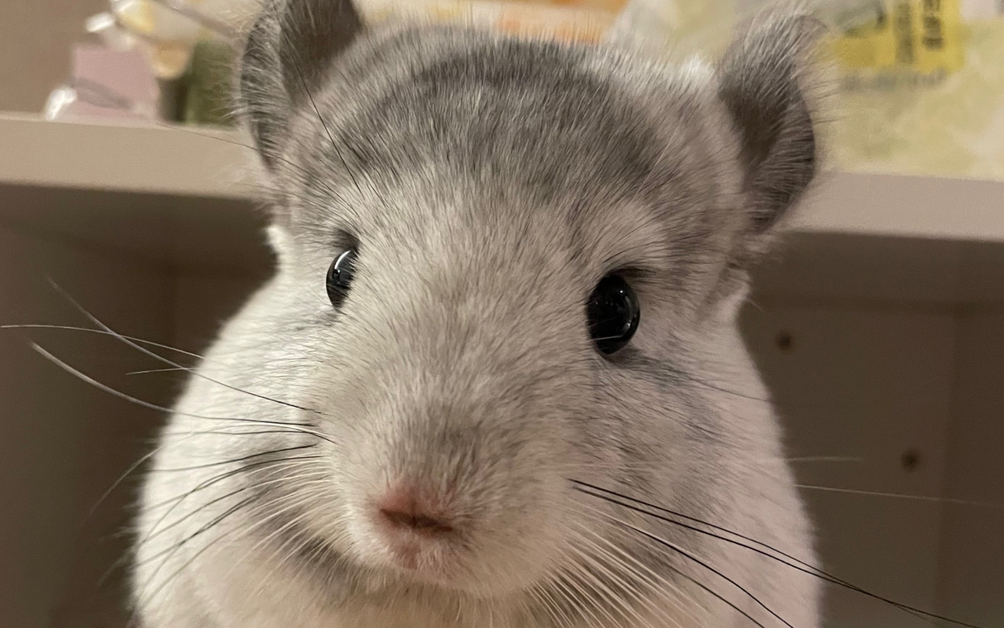 活动作品养龙猫三个月大眼瞪小眼日常