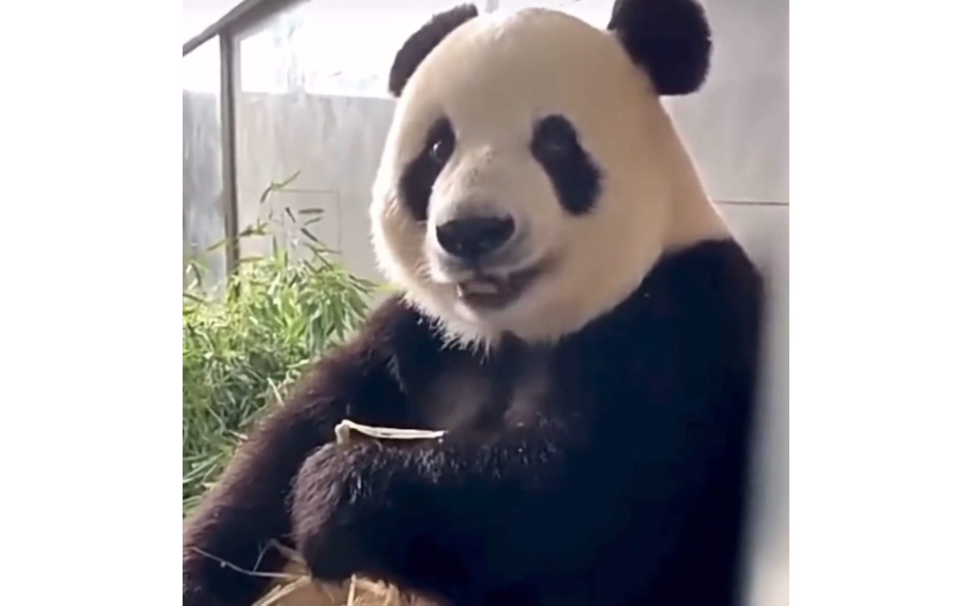 熊猫飞云:萌妹代表,长相甜美,性格彪悍