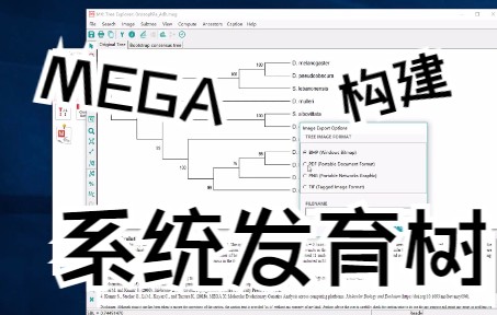 【系统发育树构建】9mega构建系统发育树哔哩哔哩bilibili