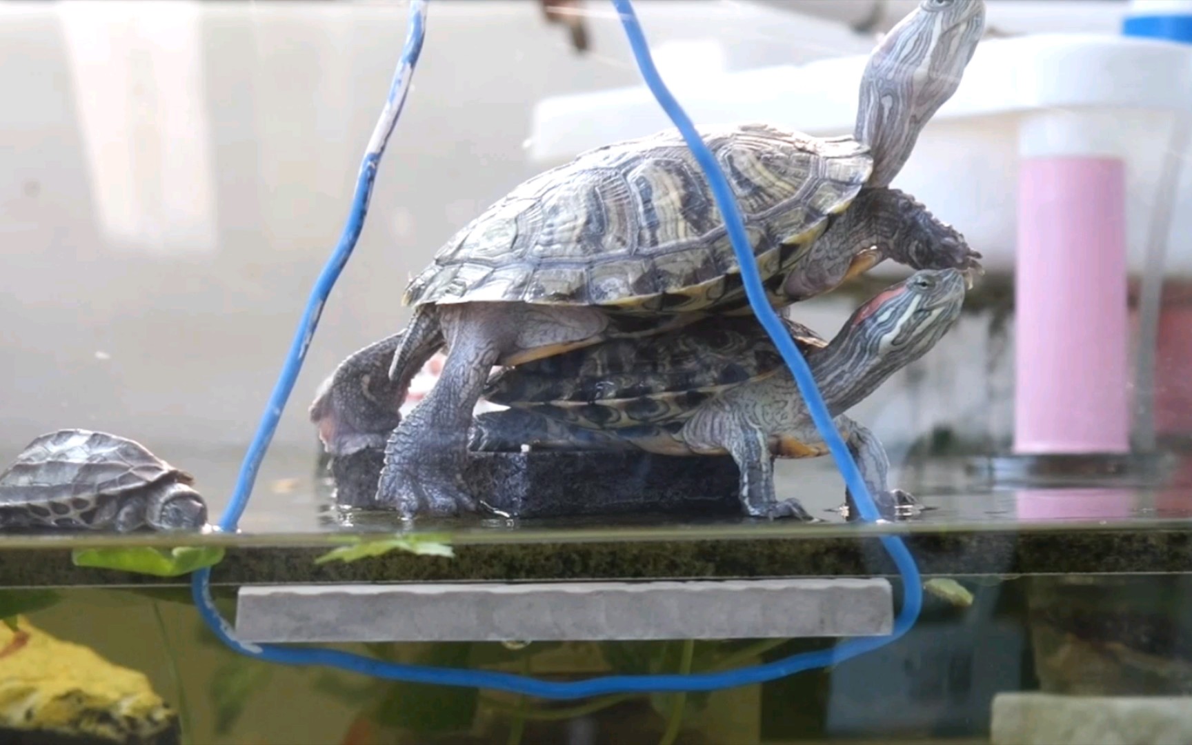 二弟,为兄的手手可香?——巴西龟晒背趣事_哔哩哔哩_bilibili