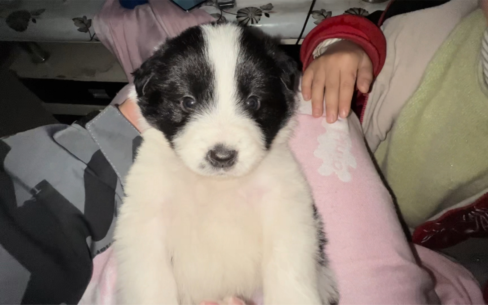 一个月大的小边牧就是磨人精