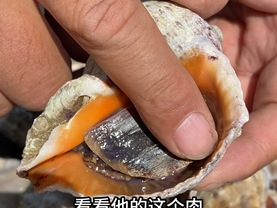 海螺你会挑选吗?