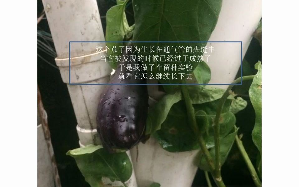 图安一记:810月茄子生长记录哔哩哔哩bilibili