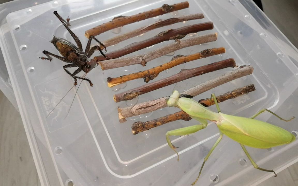 隆线蝈螽vs长背斧螳