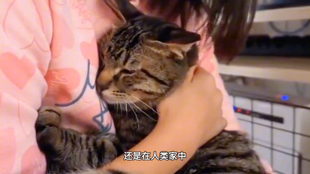 [图]武林盟主狸花猫，其他的猫战斗力只有3000，狸花猫至少一万以上