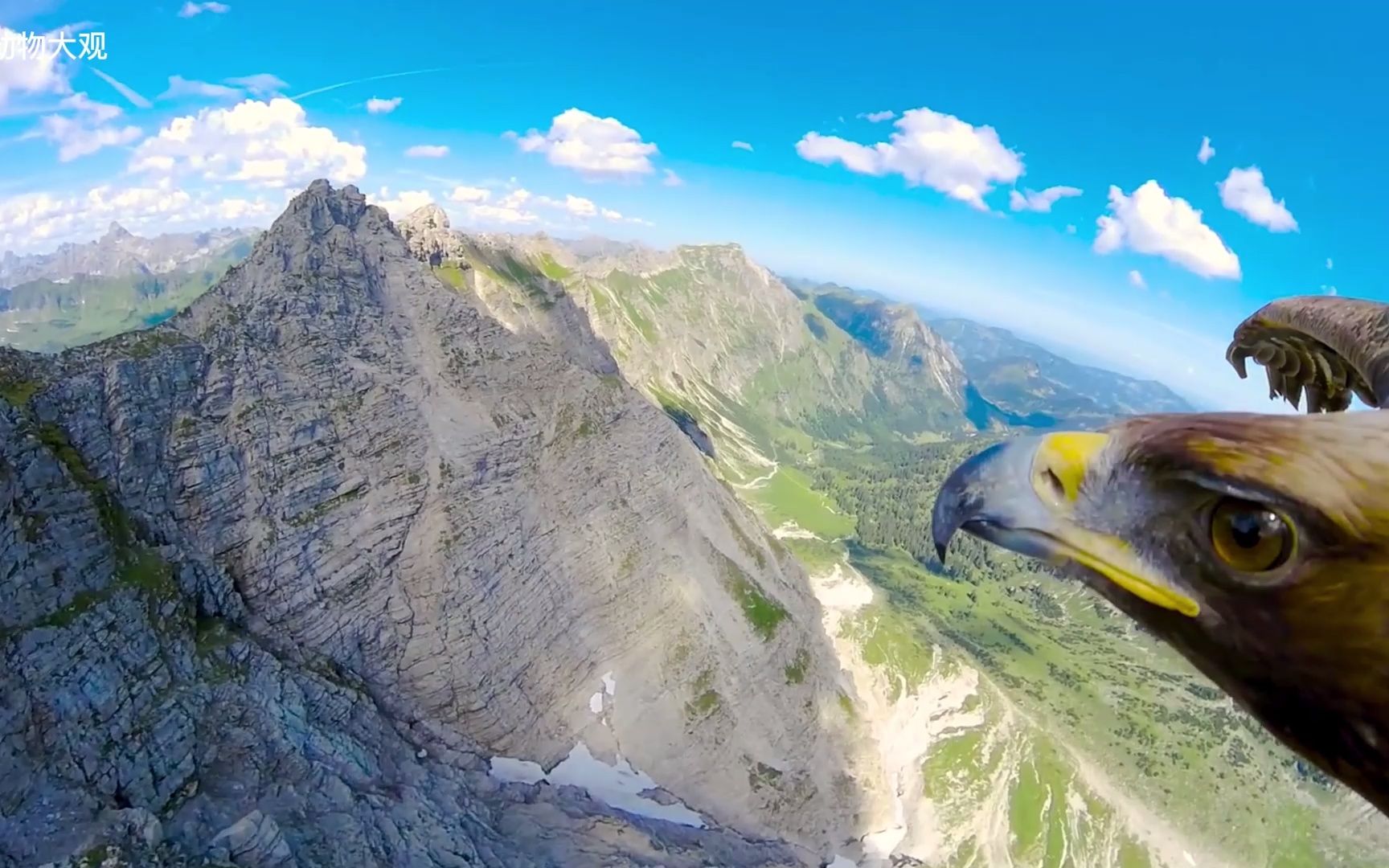 鹰击长空,以鹰的视角看大地