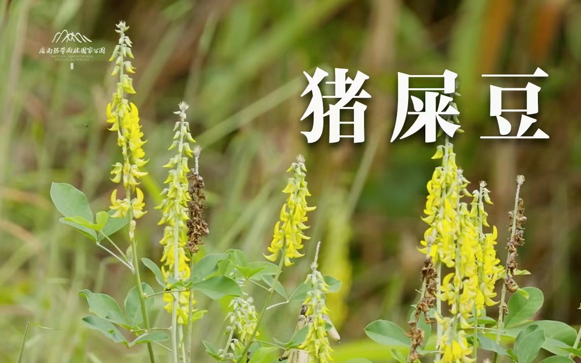 植物篇:猪屎豆 | 海南热带雨林国家公园科普视频系列哔哩哔哩bilibili