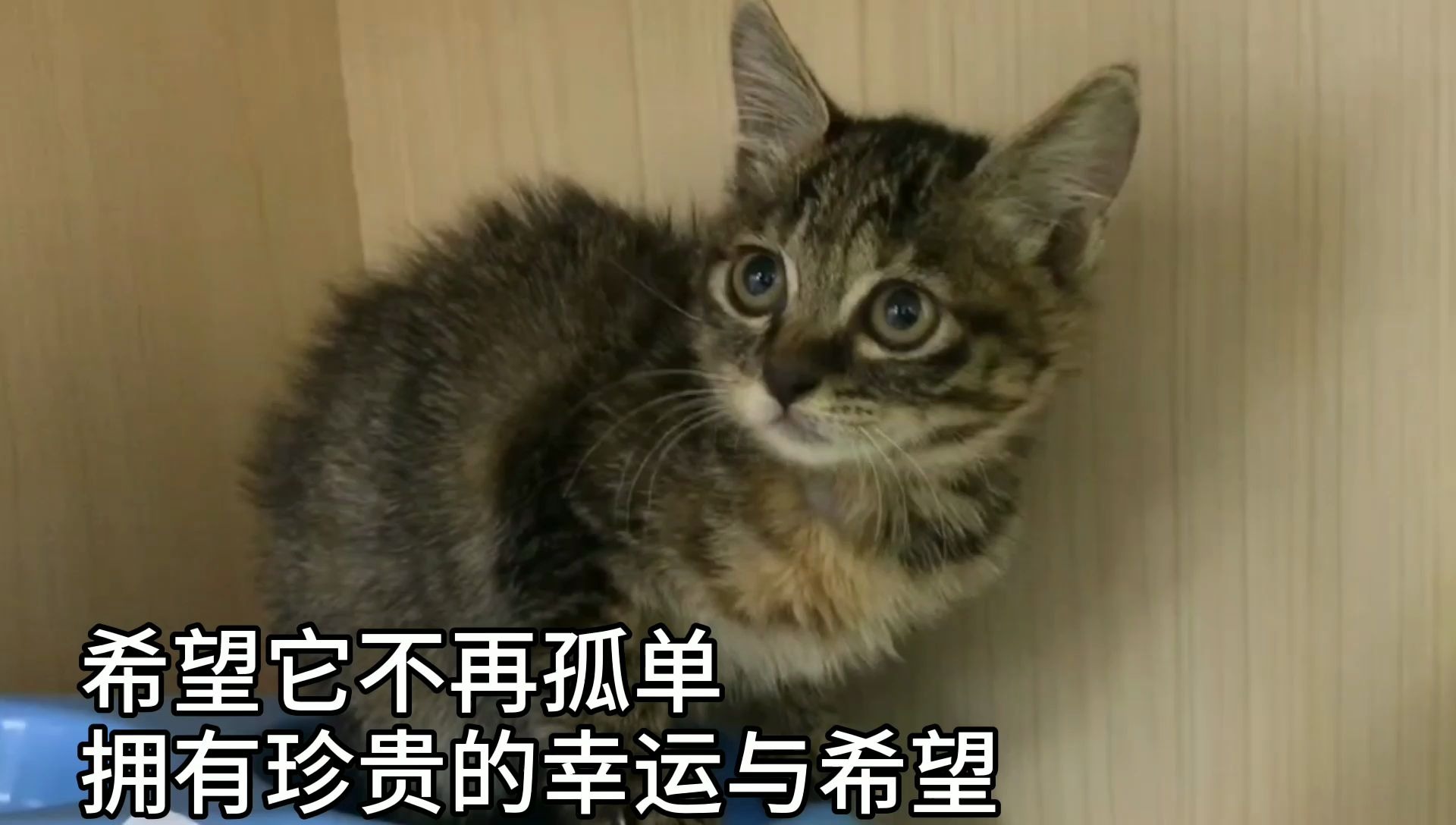 [图]我是最后活下来的流浪奶猫 妈妈兄妹都在天上 我是被守护的星星