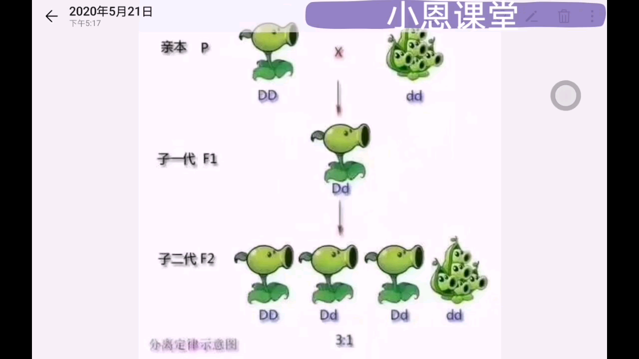 高中生物必修二孟德尔遗传图谱哔哩哔哩bilibili