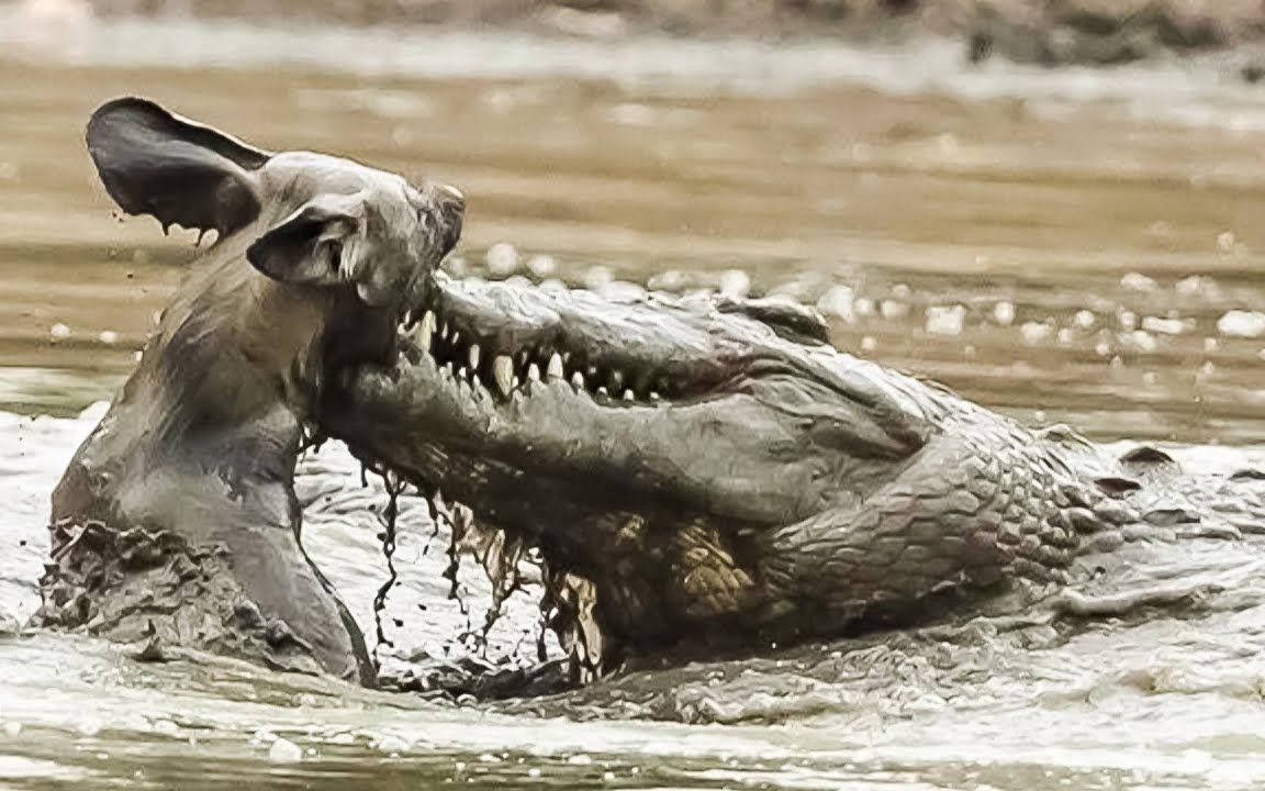 看看当野狗偷走鳄鱼的猎物时会发生什么
